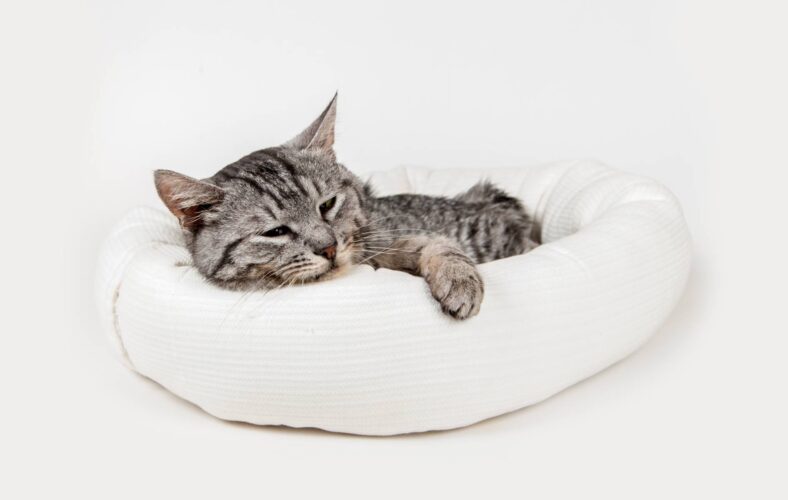 Sweater Cat Bed